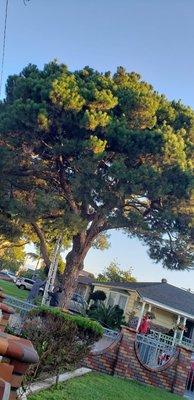 Trimming trees