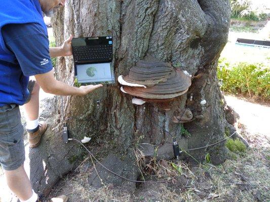 Sonic tomography results of tree with large Ganoderma applanatum fruiting body