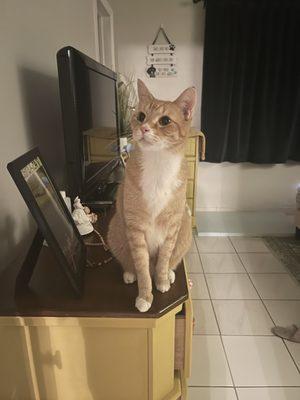 Our little orange fur ball He loves Arbor Pet Hospital !!