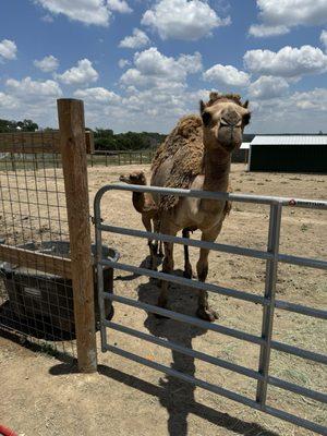 Momma camel and baby