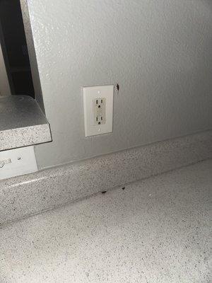 Roaches in empty kitchen