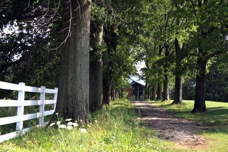 Entering LIndner Center of HOPE's campus, the driveway is lined with trees.