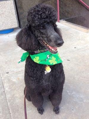 Lily and I getting ready for dog therapy visit with patients at rehab center-great place