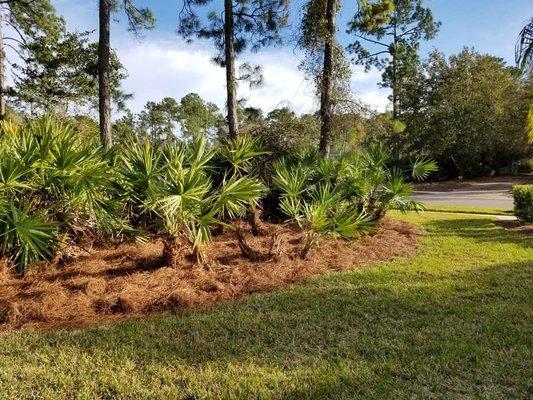 Palmetto clean up and pine straw installation