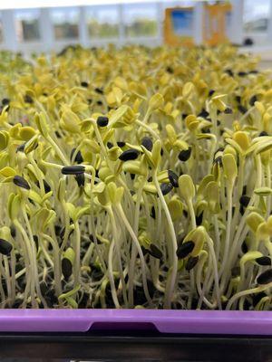 Before harvesting microgreens products.