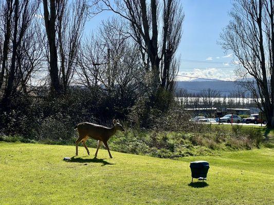 Rather tame deer in Port Townsend