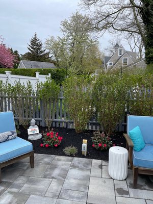 Rose bush and Laurels.