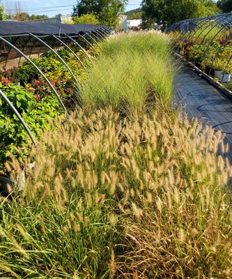 Ornamental Grasses