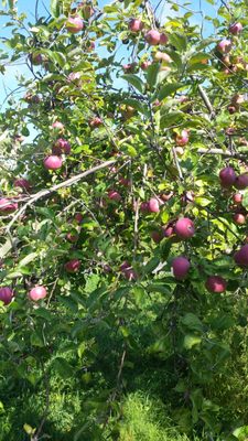 Long Hill Orchard & Farm