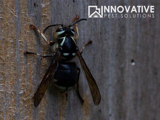 Bald Faced Hornet.  These guys really pack a punch with their sting.