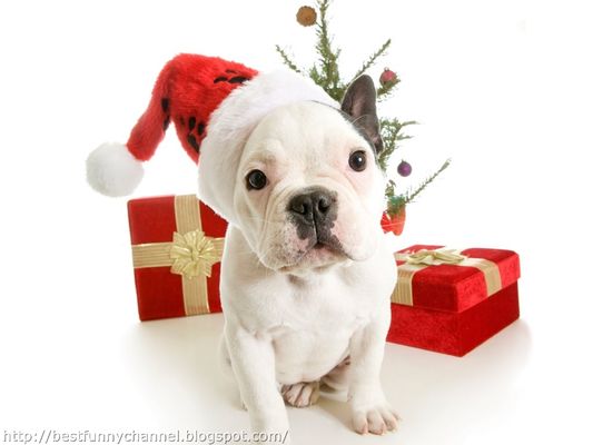 Time to schedule your holiday pet potty relief . (302) 310-2174