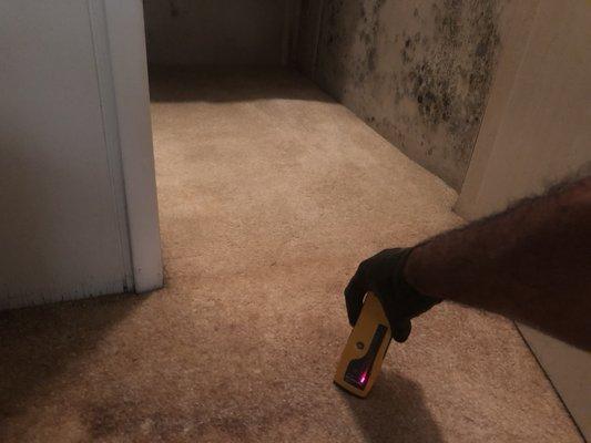 Water damage carpet Black Mold Analysis  619-990-2885