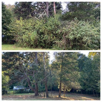 Forestry Mulching-land clearing