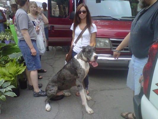 Snapped a pic with a vendor's dog-So pretty and still a pup!