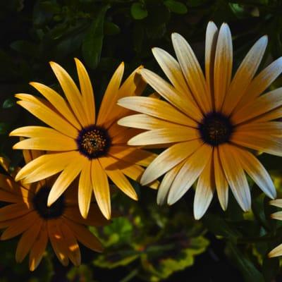 African Daisy. Fruitful Farm - Arlington, WA