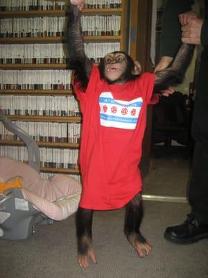 Lisa Marie the Chimp happy to wear her new WLUW t-shirt inside the old WLUW studios in Roger's Park.