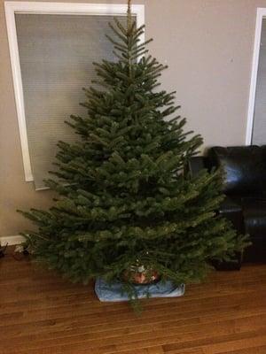 Blue spruce Christmas tree we cut fresh from the farm.  It had excellent health (we watered it every day) and never dried out.