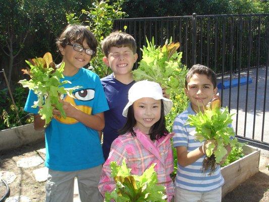 Harvesting from the Elementary class garden for our spring salad.