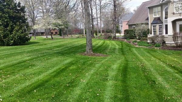 A fresh mow after Fall seeding.