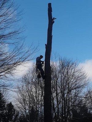 Kenny taking down a tree