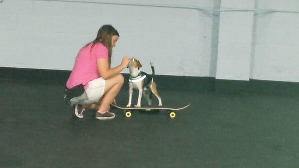 Jack is learning to stand on a skateboard and get over his puppy fear of them.