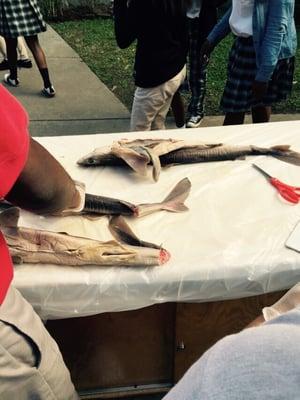 Biology class dissecting sharks