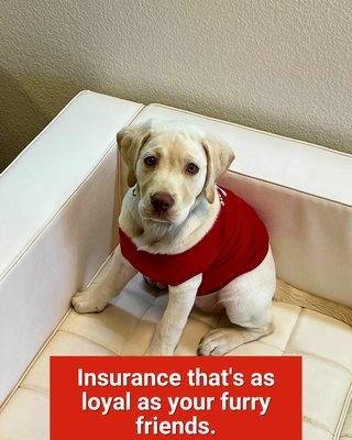 Jake Johnston - State Farm Insurance Agent