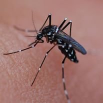 The Asian Tiger Mosquito