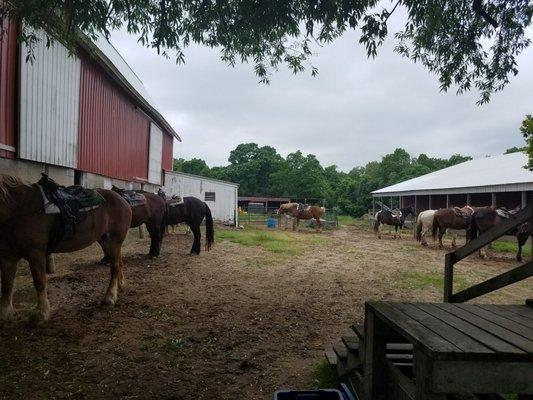 They have 64 horses at the ranch.