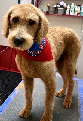 Geezer the Labradoodle with his handsome sporting hair cut!