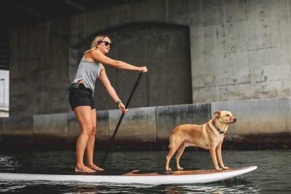 Paddle Board Rentals Long Beach Also has dog friendly paddle boards.