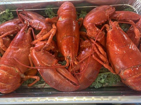 Steamed Lobsters