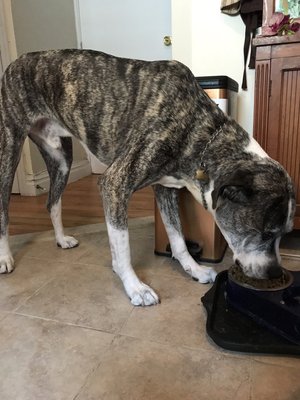 JayJays excited about lunch time, we can relate!