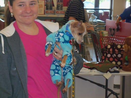 Mini Greyhound up for adoption wears his very best sweater for the Pet Appreciation Week at TSC in Winchester VA