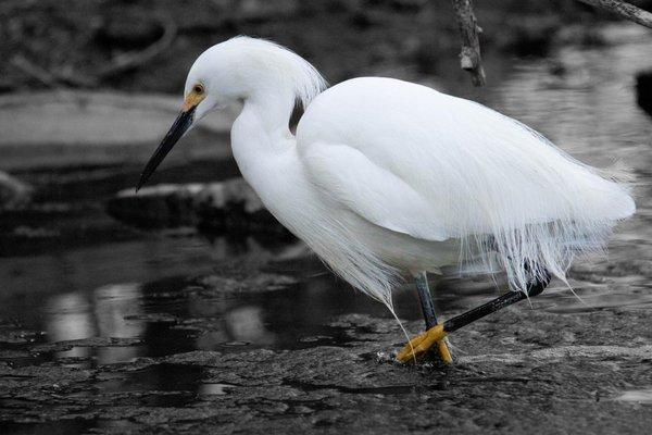 Snowy egret