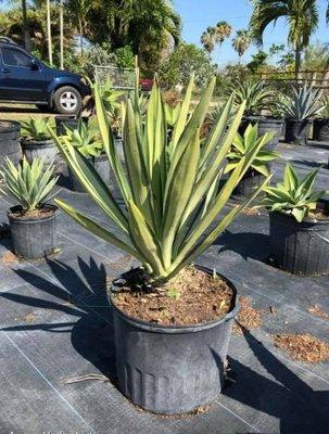 Agave Varigated