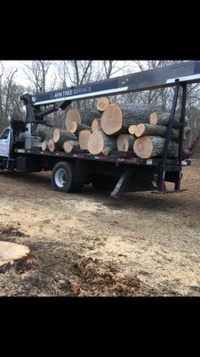 Huge black oak removed from our property, not a stick or leaf left behind. Incredible!