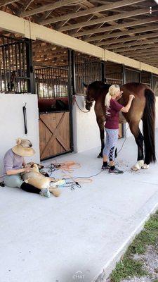 Spa day for our ponies and pups