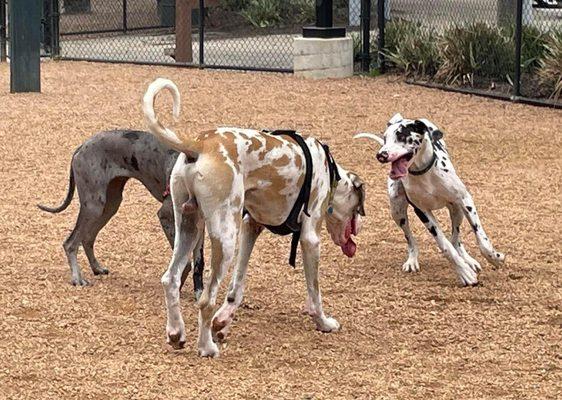 Woodlands Great Dane meet up