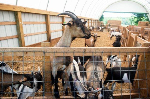 Dancer Creek Farm goats,