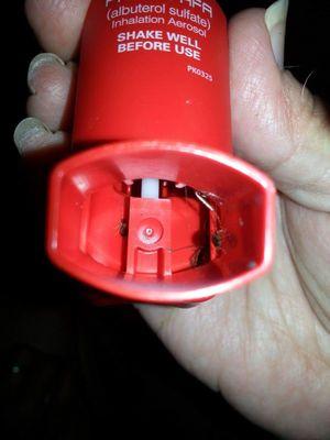 Roaches in my inhaler. Asthma from Roaches