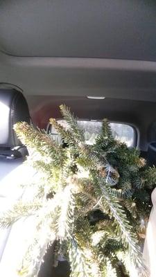 Ellms Christmas Trees