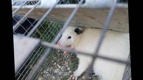 Atlantic City Wildlife Removal