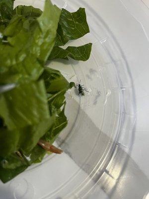 Live bug found on lettuce