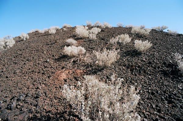 The Native Here Nursery worker was able to explain, in part, why desert holly is able to survive in Death Valley. (see my photo)