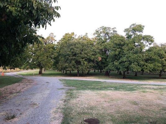 Walnut orchard filled with California walnuts