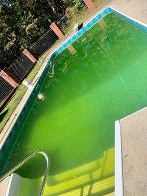 swimming pool spring and summer green to clear clean up