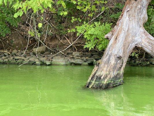 The algae leaves a coating on everything