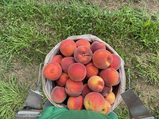 Red Haven peaches