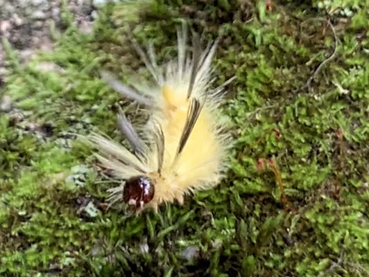 Banded Tussock Moth Caterpillar